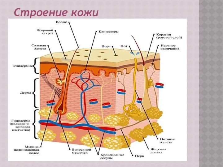 Строение кожи