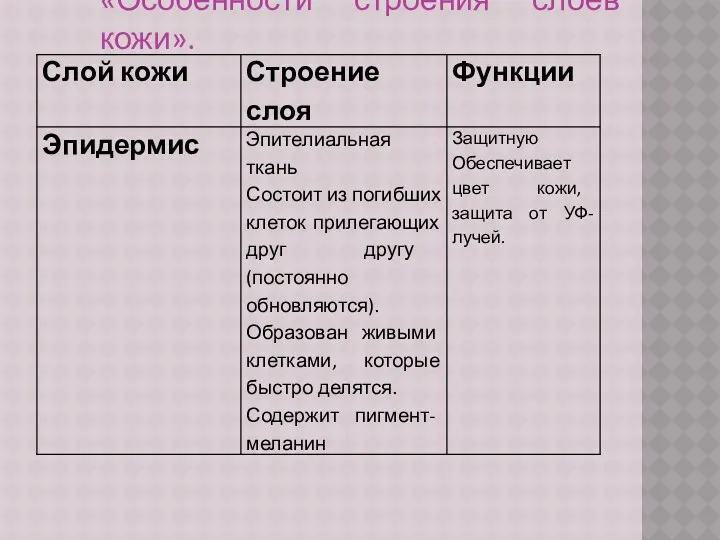 «Особенности строения слоёв кожи».