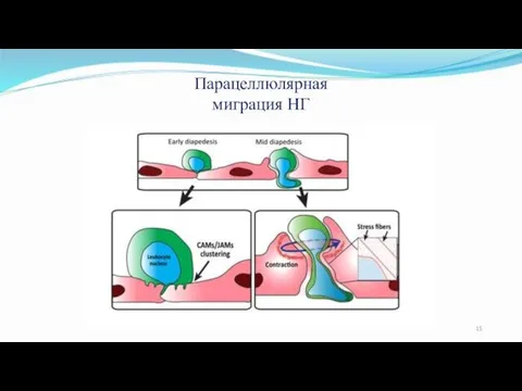 Парацеллюлярная миграция НГ