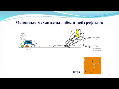 Основные механизмы гибели нейтрофилов