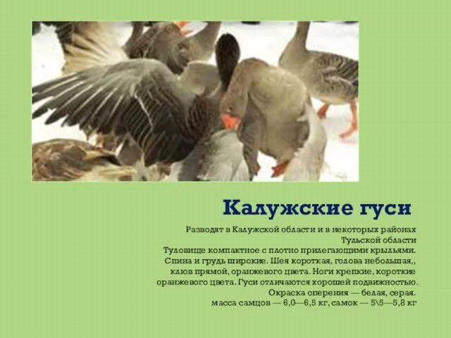 Калужские гуси. Разводят в Калужской области и в некоторых районах Тульской области Туловище