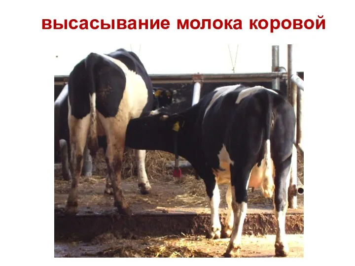 высасывание молока коровой