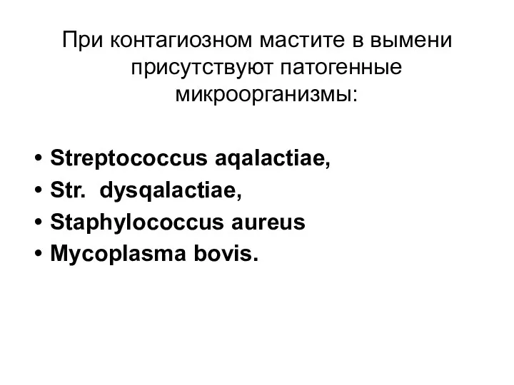 При контагиозном мастите в вымени присутствуют патогенные микроорганизмы: Streptococcus aqalactiae, Str. dysqalactiae, Staphylococcus aureus Mycoplasma bovis.