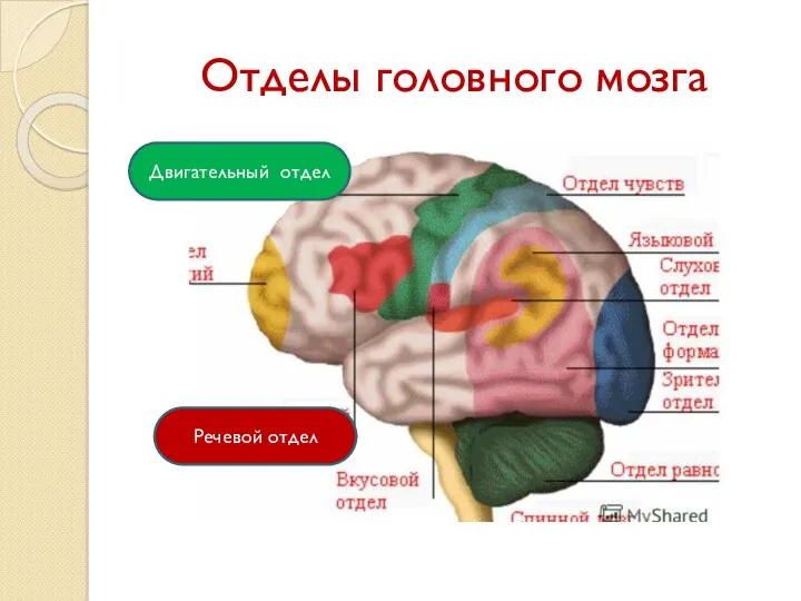 Отделы головного мозга Двигательный отдел Речевой отдел