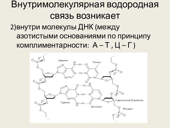 Внутримолекулярная водородная связь возникает 2)внутри молекулы ДНК (между азотистыми основаниями