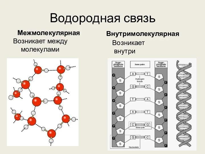 Водородная связь Межмолекулярная Возникает между молекулами Внутримолекулярная Возникает внутри молекулы