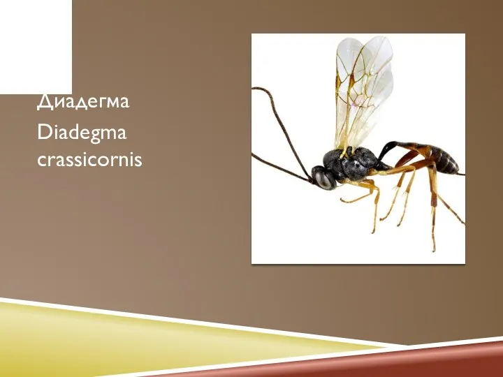 Диадегма Diadegma crassicornis