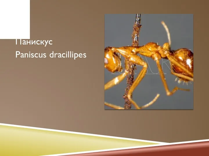 Панискус Paniscus dracillipes
