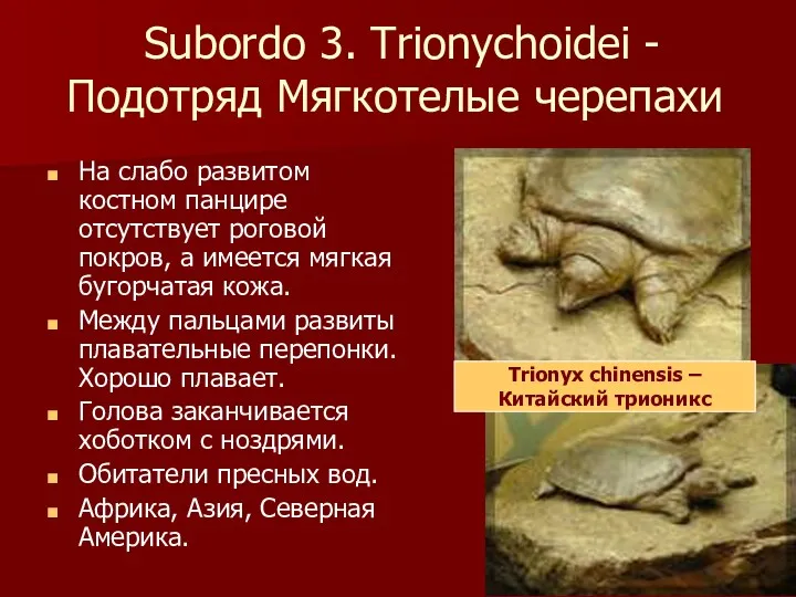 Subordo 3. Trionychoidei - Подотряд Мягкотелые черепахи На слабо развитом