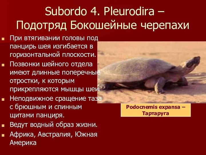 Subordo 4. Pleurodira – Подотряд Бокошейные черепахи При втягивании головы