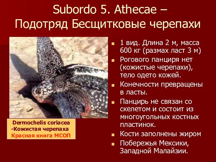 Subordo 5. Athecae – Подотряд Бесщитковые черепахи 1 вид. Длина
