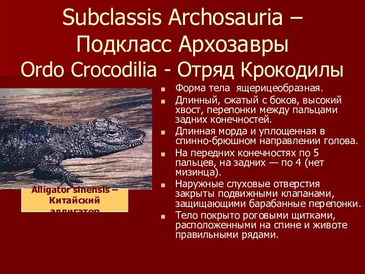 Subclassis Archosauria – Подкласс Архозавры Ordo Crocodilia - Отряд Крокодилы