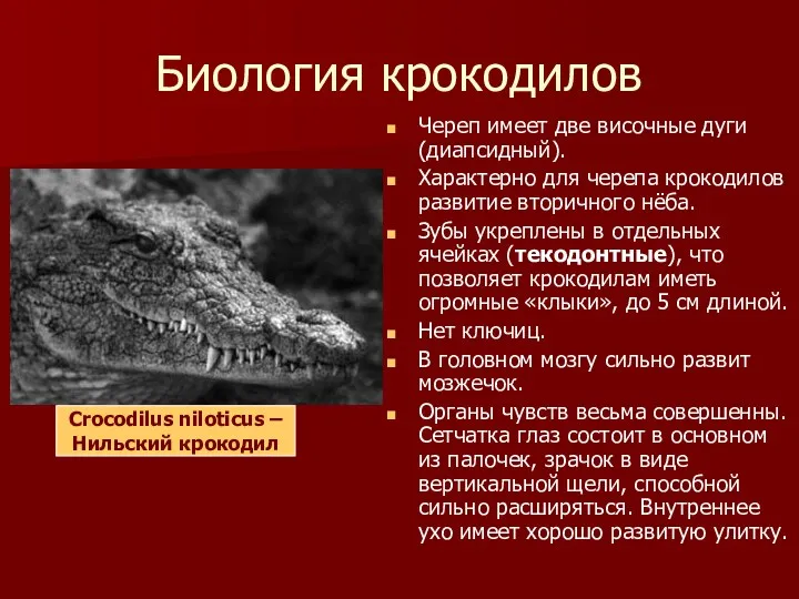 Биология крокодилов Череп имеет две височные дуги (диапсидный). Характерно для