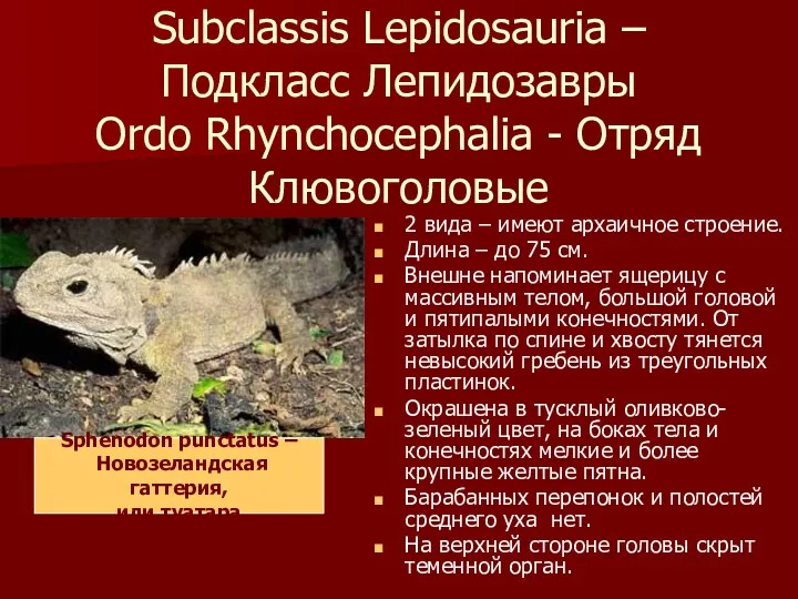 Subclassis Lepidosauria – Подкласс Лепидозавры Ordo Rhynchocephaliа - Отряд Клювоголовые