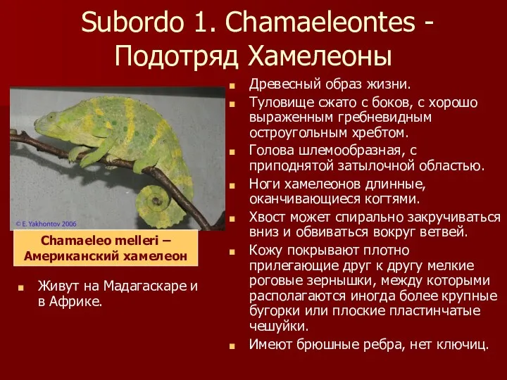 Subordo 1. Chamaeleontes - Подотряд Хамелеоны Древесный образ жизни. Туловище