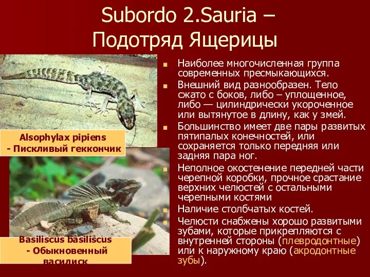 Subordo 2.Sauria – Подотряд Ящерицы Наиболее многочисленная группа современных пресмыкающихся.