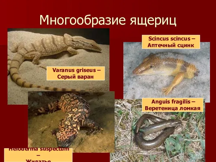 Многообразие ящериц Scincus scincus – Аптечный сцинк Anguis fragilis –