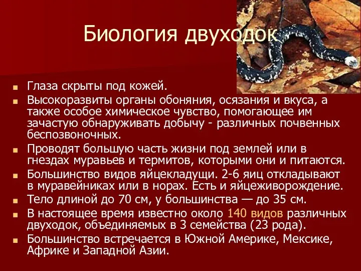 Биология двуходок Глаза скрыты под кожей. Высокоразвиты органы обоняния, осязания