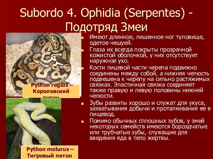 Subordo 4. Ophidia (Serpentes) - Подотряд Змеи Имеют длинное, лишенное