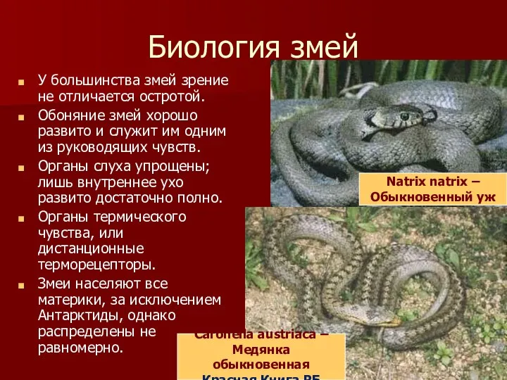 Биология змей У большинства змей зрение не отличается остротой. Обоняние