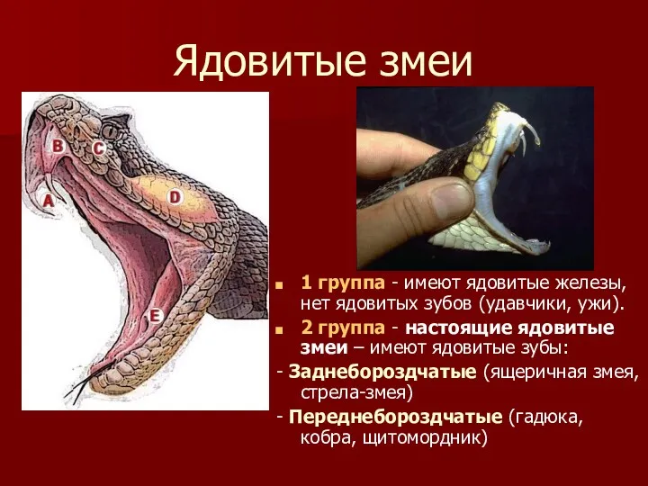 Ядовитые змеи 1 группа - имеют ядовитые железы, нет ядовитых