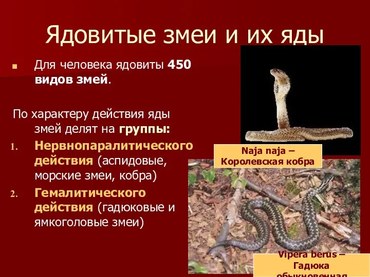 Ядовитые змеи и их яды Для человека ядовиты 450 видов