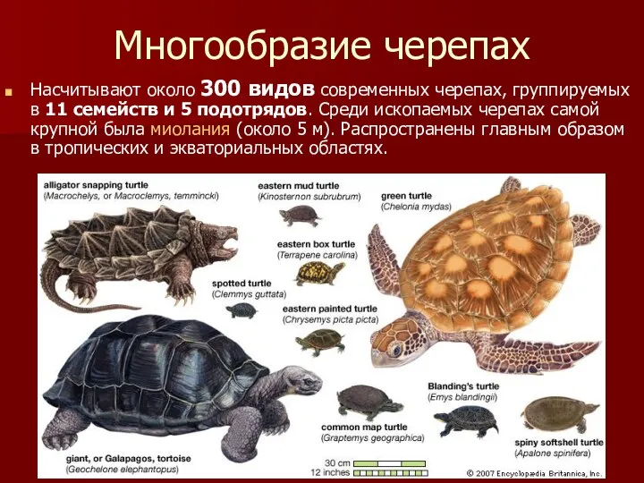 Многообразие черепах Насчитывают около 300 видов современных черепах, группируемых в