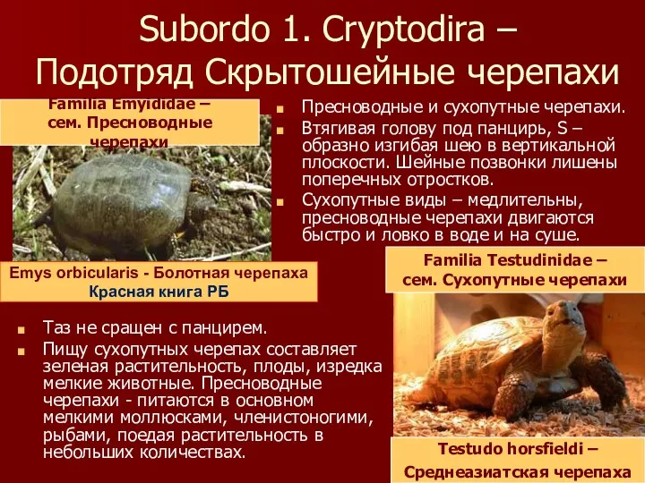 Subordo 1. Cryptodira – Подотряд Скрытошейные черепахи Пресноводные и сухопутные