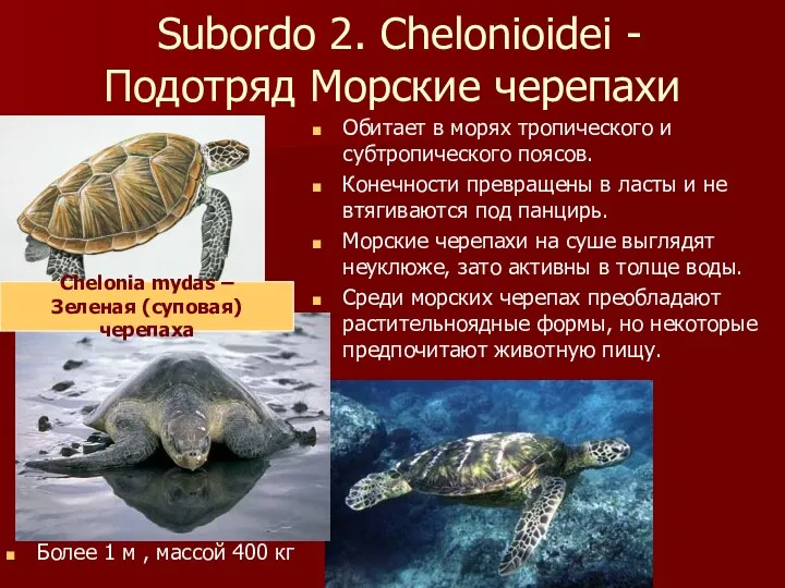 Subordo 2. Chelonioidei - Подотряд Морские черепахи Обитает в морях