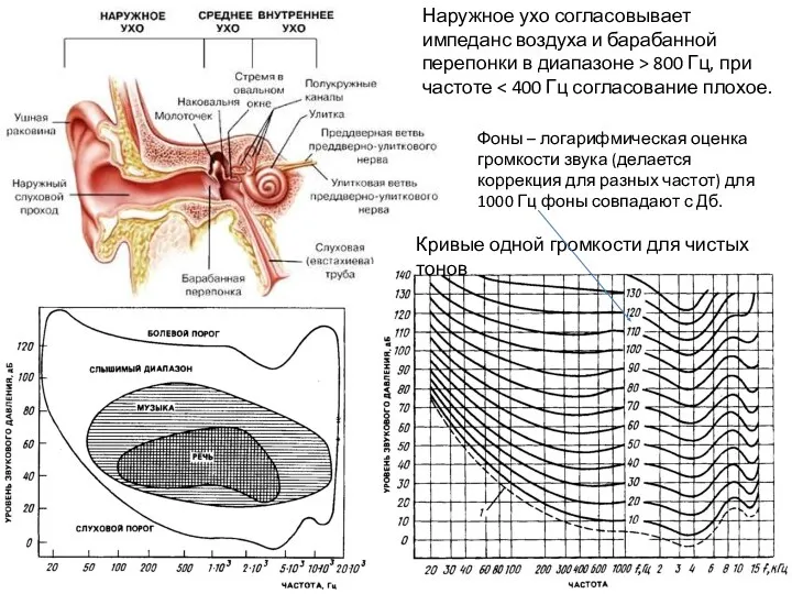 Наружное ухо согласовывает импеданс воздуха и барабанной перепонки в диапазоне