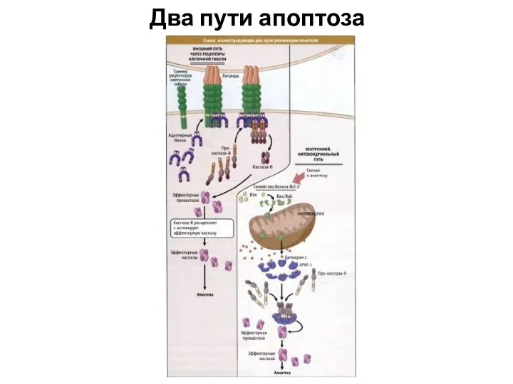 Два пути апоптоза