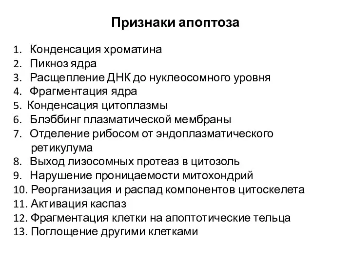 1. Конденсация хроматина 2. Пикноз ядра 3. Расщепление ДНК до