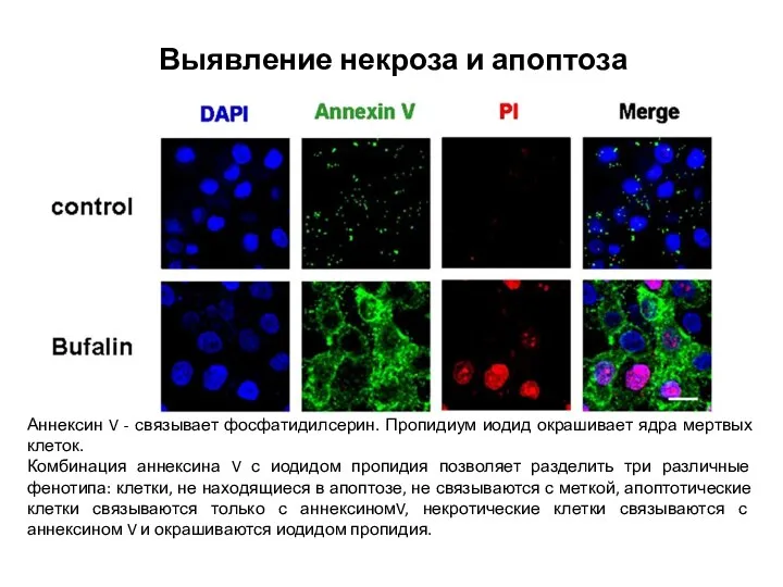 Выявление некроза и апоптоза Аннексин V - связывает фосфатидилсерин. Пропидиум