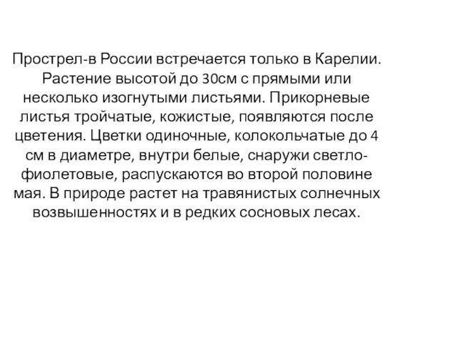 Прострел-в России встречается только в Карелии. Растение высотой до 30см с прямыми или