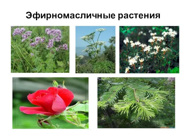 Эфирномасличные растения
