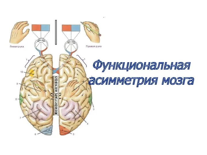 Функциональная асимметрия мозга