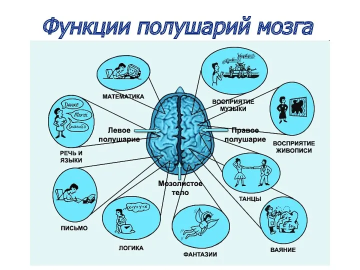 Функции полушарий мозга