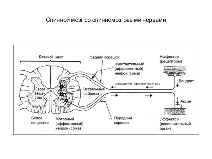 Спинной мозг со спинномозговыми нервами