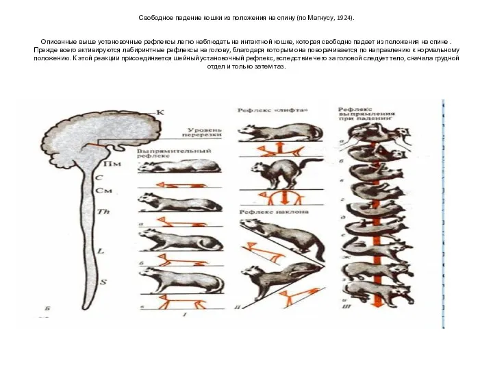 Свободное падение кошки из положения на спину (по Магнусу, 1924).