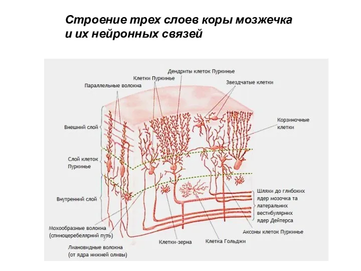 Строение трех слоев коры мозжечка и их нейронных связей