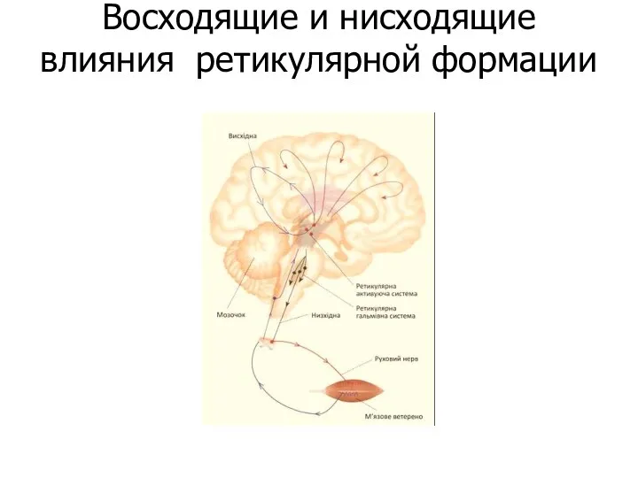 Восходящие и нисходящие влияния ретикулярной формации