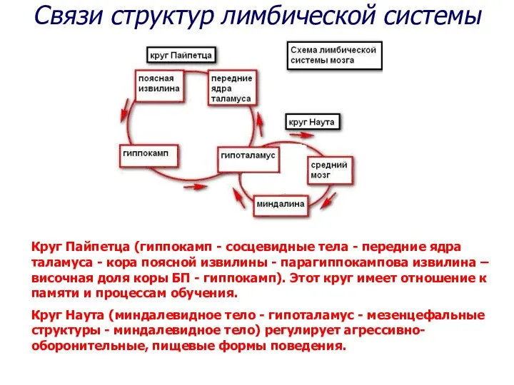 Круг Пайпетца (гиппокамп - сосцевидные тела - передние ядра таламуса