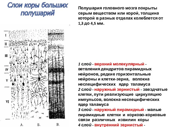 Слои коры больших полушарий Полушария головного мозга покрыты серым веществом