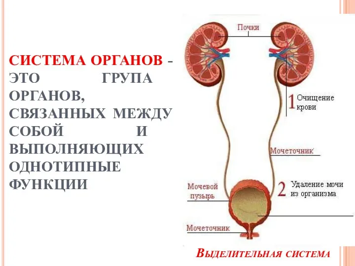 СИСТЕМА ОРГАНОВ - ЭТО ГРУПА ОРГАНОВ, СВЯЗАННЫХ МЕЖДУ СОБОЙ И ВЫПОЛНЯЮЩИХ ОДНОТИПНЫЕ ФУНКЦИИ Выделительная система