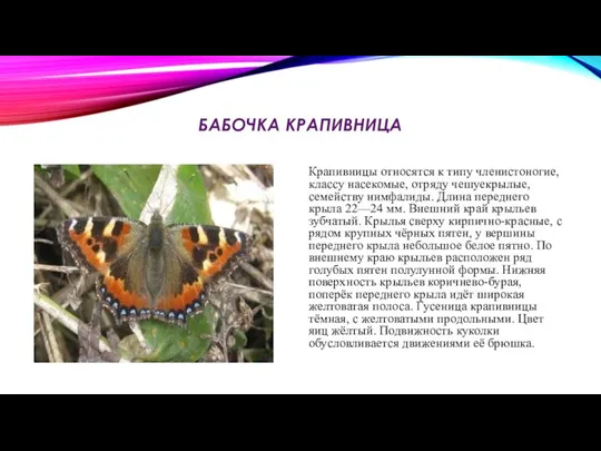 БАБОЧКА КРАПИВНИЦА Крапивницы относятся к типу членистоногие, классу насекомые, отряду