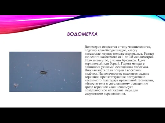 ВОДОМЕРКА Водомерки относятся к типу членистоногие, подтипу трахейнодышащие, классу насекомые,