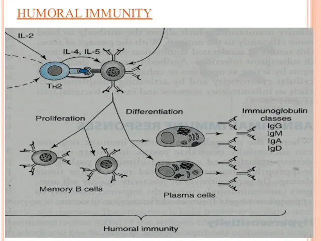 HUMORAL IMMUNITY