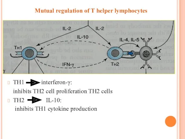 Mutual regulation of T helper lymphocytes TH1 interferon-γ: inhibits TH2 cell proliferation TH2