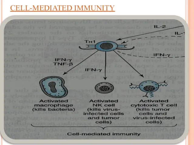 CELL-MEDIATED IMMUNITY