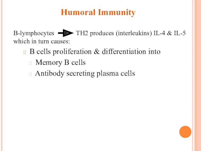 Humoral Immunity B-lymphocytes TH2 produces (interleukins) IL-4 & IL-5 which in turn causes: